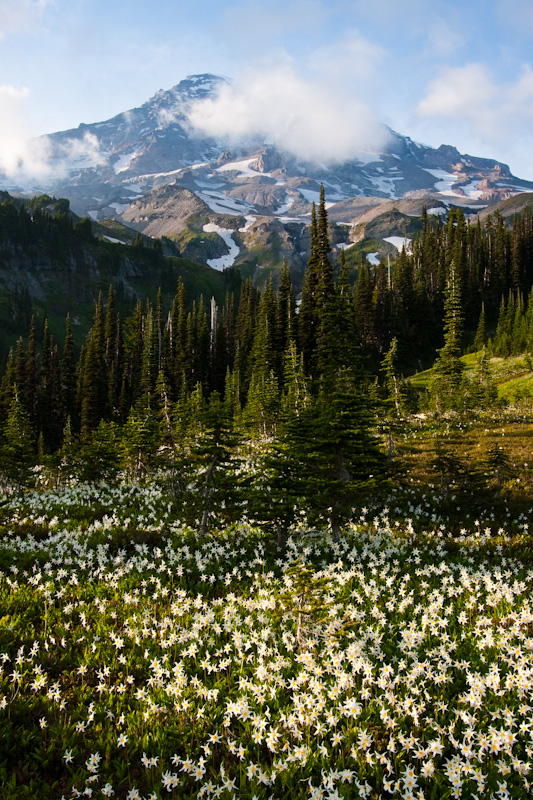 Mount Rainier And Meadow Of White Fawn Lily